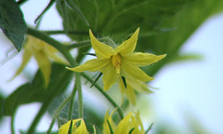 La lutte biologique dans une serre - extrait - gryphea.com